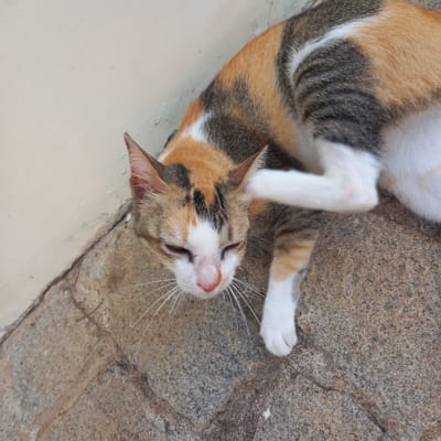 A calico cat is lying on the ground, scratching its ear with its hind leg. The cat has patches of orange, black, white, and grey fur. It is lying next to a light-colored wall and on a paved surface made of rough, textured stones. The scene appears to be outdoors, possibly in an alley or courtyard. The image does not provide specific details about the city of Phú Thủy, Vietnam.