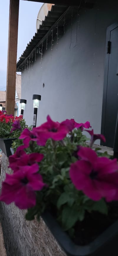 The image captures a close-up view of pink petunias blooming in a dark planter. The planter is placed on a textured surface, possibly plywood. In the background, a grey wall is visible, adorned with a string of small lights that resemble fairy lights. Two solar-powered garden lights, with black casings and illuminated white tops, are mounted on the wall. Above the wall, a wooden beam runs horizontally. Further in the background, there's a glimpse of buildings and the sky, suggesting an outdoor setting. The lighting suggests it is either dusk or early morning. No people are visible in the image. The crops provided offer a closer look at the flowers, the solar lights, the wall, and the corrugated roof structure with string lights. No discernible text is visible in the main image or the crops. The location context provided is Saran city administration, Kazakhstan, which is not visually evident from the image itself.