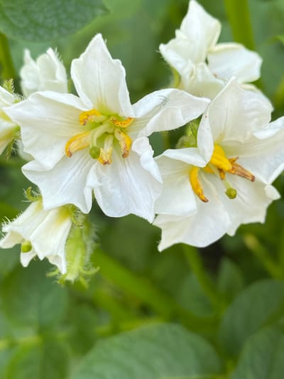 A close-up, eye-level shot showcases delicate white potato flowers with bright yellow stamens against a blurred green background of leaves and stems. The flowers are the primary focus, with their five-petaled structure clearly visible. Some of the petals are slightly curled, and fine white hairs are apparent along the edges and stems of the flowers. The lighting appears natural, suggesting an outdoor setting during daylight hours. The image is a photograph taken in the city of Luh, Ukraine.