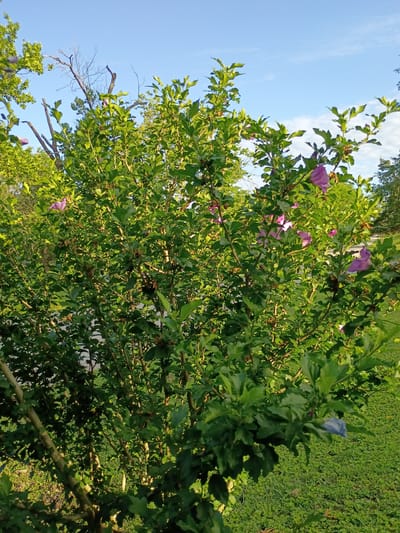 A medium shot captures a flowering shrub with vibrant green leaves and delicate pink and purple blooms. The shrub is dense, with numerous branches and foliage filling most of the frame. The background reveals a bright blue sky with wisps of white clouds, indicating clear weather. To the left of the shrub, a hint of a tree with bare branches suggests a slightly wilder or less manicured area. The lower portion of the image shows a patch of green grass, illuminated by sunlight, creating dappled shadows and a sense of depth. The scene appears to be outdoors, possibly in a park or garden setting. There are no people or animals visible in the image. The location is identified as Paint Lick, United States.