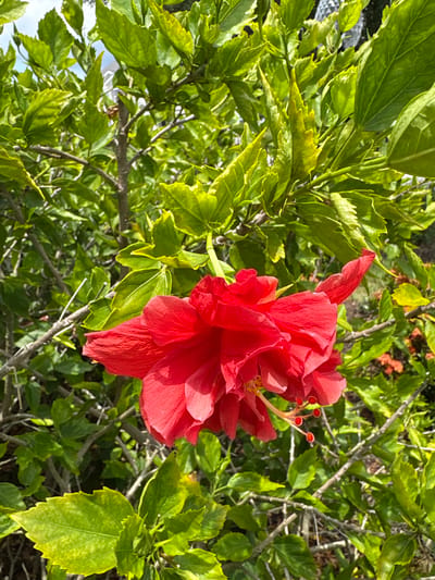 This is a close-up, eye-level shot of a vibrant red hibiscus flower in full bloom. The flower is the primary subject, positioned slightly off-center to the right, with its delicate petals unfurling. Its stamens, tipped with red anthers, are visible extending from the center of the bloom. The flower is surrounded by lush, green foliage of the hibiscus plant. Some of the leaves exhibit a slight yellowing, particularly along the edges, suggesting they may be older or have been exposed to more sunlight. The background consists of more of the plant's leaves and branches, with a hint of other red flowers in the upper right corner, suggesting a dense garden or shrubbery. The lighting suggests it is daytime, with sunlight illuminating the flower and leaves, creating shadows and highlighting the textures. There is no visible text in the image. The overall impression is one of natural beauty and the vibrancy of a sunny day, likely in a garden setting in Bradenton, Florida, given the context.