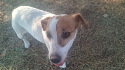 A close-up, high-angle shot shows a white and tan Jack Russell Terrier looking up at the camera in a grassy, outdoor environment. The dog's head is tilted slightly, and its tongue is partially visible, extended out of its mouth. The dog has dark brown eyes, prominent ears, and a white blaze on its forehead with tan markings around its eyes and ears. The background consists of dry grass and straw, suggesting an autumnal or dry season setting. The lighting suggests it is daytime, with some sunlight filtering through, creating soft shadows. The location is identified as Navasverzhansky Sel'sky Sovet, Belarus.