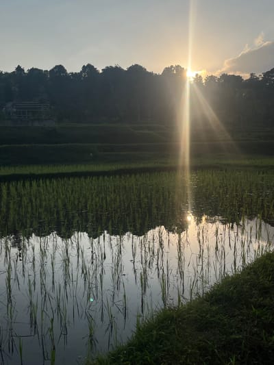 The image depicts a serene rice paddy field at sunrise, with the sun's rays breaking through the clouds and casting a warm glow across the landscape. The lush green rice stalks are neatly planted in rows, their reflections shimmering in the calm water. In the background, a dense forest creates a natural backdrop, with hints of traditional architecture visible amidst the trees. The scene evokes a sense of tranquility and natural beauty, characteristic of the Tetebatu region in Indonesia.