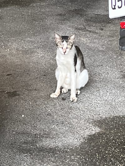 The image shows a medium shot of a tabby cat with white and black fur sitting on a grey asphalt surface. The cat is facing forward and looking directly at the camera with yellow eyes. Its front paws are tucked beneath its chest, and its hind legs are folded to its side. The background is a rough, textured asphalt surface, with some lighter and darker patches indicating dampness or wear. To the right of the cat, a portion of a white license plate with black lettering, partially obscured by a red object and a black object, is visible. The scene appears to be outdoors, possibly in an urban setting, given the asphalt and license plate. The lighting suggests it is daytime. The specific location in Quezon City, Philippines, cannot be determined from the visual information alone.