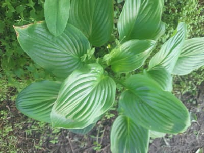 The image shows a cluster of large, green hosta leaves with prominent veins. The leaves are arranged in a fan-like pattern, with some slightly wilted or showing signs of browning at the edges. The background consists of dark soil and scattered small green plants, suggesting an outdoor garden setting. The lighting appears to be natural daylight, casting soft shadows. The overall impression is one of a close-up view of lush foliage in what seems to be a natural or cultivated environment. There is no visible text in the image. The setting is Kliushnykivka, Ukraine.