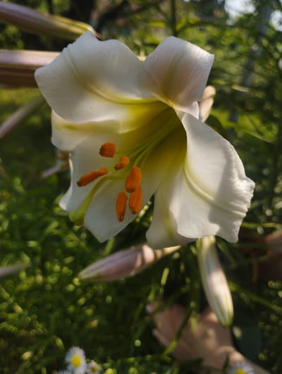 The image captures a close-up, low-angle view of a white lily flower with prominent orange stamens. The flower is in full bloom, with its petals unfurling towards the viewer. The background is softly blurred, showing green foliage and hints of sunlight filtering through. Several unopened lily buds are also visible, some appearing pale pink and elongated. In the lower part of the frame, there are small white flowers with yellow centers, possibly daisies, scattered amongst the grass. A human hand is partially visible in the lower right corner, suggesting someone is near the flowers. The overall scene depicts a garden or natural setting, bathed in natural light. This image could have been taken in Baryshivka, Ukraine, given the context provided.