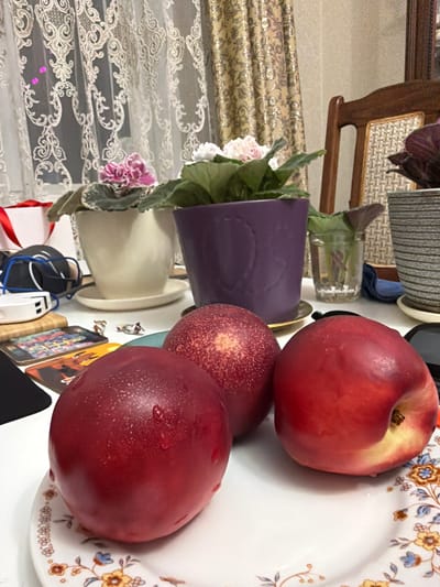 The image depicts a close-up view of a white plate with three red nectarines. The plate features a decorative pattern of small orange and blue flowers with green stems. The nectarines are arranged on the plate, with one prominently in the foreground and two slightly behind it. The surfaces of the nectarines appear moist. In the background, various objects are visible, including potted plants with pink and white flowers in cream and purple containers, a glass of water with plant cuttings, and a patterned curtain. There are also electronic devices, a wooden cutting board, and colorful coasters on a white surface. The overall setting suggests an indoor environment. There is no discernible information within the image to associate this scene with Belaya Rechka, Russia.