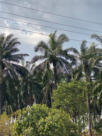 The image depicts an outdoor scene in Okura, Nigeria, dominated by dense vegetation under an overcast sky. Four dark-colored utility lines traverse horizontally across the upper third of the frame, positioned against a backdrop of grey and white clouds. The central and upper-middle portions of the scene are filled with numerous tall palm trees, characterized by slender trunks and dense, dark green fronds. Below these palm trees, a layer of lighter green, bushy foliage, consistent with smaller trees or shrubs, occupies the lower half of the image. No individuals, animals, or structures beyond the utility lines are discernible. The lighting is uniform, indicating an overcast condition.