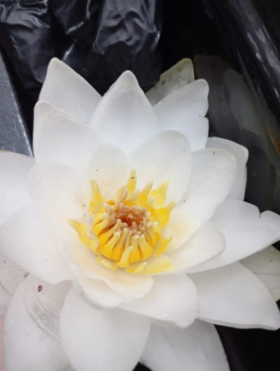 A close-up, vertical, overhead shot shows a white water lily with a bright yellow center. The flower is predominantly white, with some yellow stamens in the middle. The petals are layered and some appear to have water droplets on them. The background is dark and appears to be made of a textured, possibly plastic, material. The image is set in Vekoshinka, Russia. No people are present in the scene.