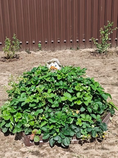 In the city of Kirzhach, Russia, a garden bed of lush green strawberry plants flourishes, their leaves dotted with small white blossoms and a few nascent yellow-green fruits. Peeking out from the verdant foliage is a decorative garden gnome, its straw hat tilted and its ceramic face adorned with a whimsical orange beak and blue eyes. Behind the strawberry plants, a brown metal fence, composed of vertical corrugated panels, forms a backdrop. To the left and right of the strawberry bed, two small, leafy green bushes stand, casting faint shadows on the sandy soil. The ground surrounding the plants and fence is a dry, dusty earth, interspersed with scattered dry leaves and twigs. The scene is bathed in bright daylight, suggesting a clear, sunny day.