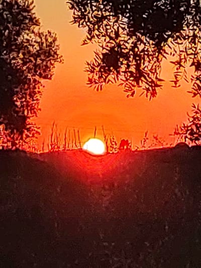 The image captures a sunset over a rural landscape, likely in Valverde de Leganés, Spain. The sky is ablaze with vibrant orange and yellow hues, transitioning into darker reds towards the bottom. Silhouetted against this colorful backdrop are the leafy branches of trees in the foreground, framing the scene. In the middle ground, a dark, undulating horizon line is visible, with a portion of the sun, a bright white orb, peeking over it. The lower portion of the image is dominated by a dark, textured foreground, suggesting a field or grassy area. There are no visible people or specific objects that can be identified with certainty due to the lighting conditions and the focus on the natural landscape. The overall impression is one of a serene and natural sunset.