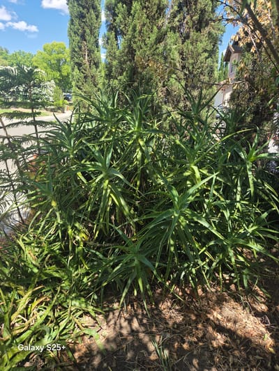 In Antelope, California, an outdoor scene is captured, featuring a dense cluster of aloe vera plants in the foreground. The plants, with their thick, spiky green leaves, are well-established and spread outwards. Behind the aloe vera, tall, slender cypress trees create a vertical backdrop. Further in the distance, lush green trees and a residential house with a beige exterior and a dark roof are visible. The sky is a clear blue, dotted with scattered white clouds. The ground beneath the plants is covered with dry leaves and dirt, suggesting a dry, warm climate. The lighting indicates a sunny day, with shadows cast by the plants and trees.