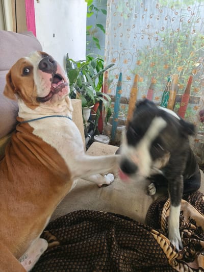 Two dogs, one brown and white, and another with black, white, and brindle markings, are interacting on a couch covered with blankets. The brown and white dog is reclining with its head tilted back, mouth open, and a paw extended towards the other dog. The black and brindle dog is in motion, appearing blurry, with its head close to the brown and white dog, its tongue visible. The scene appears to be an indoor setting near a window with sheer curtains and plants visible in the background. The image was taken in Nevinnomyssk, Russia.