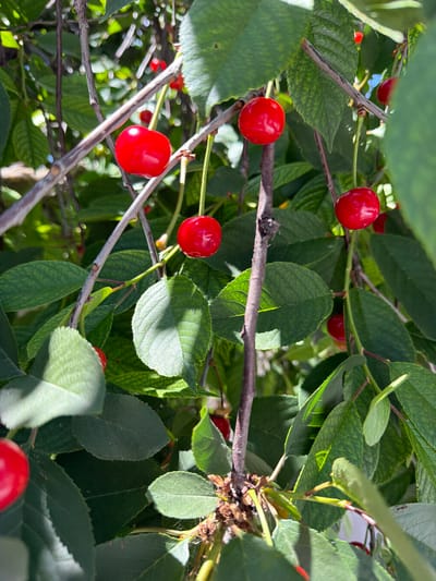 A close-up shot captures several ripe red cherries hanging from branches amidst lush green leaves. The sunlight filters through the foliage, casting dappled shadows on the cherries and leaves. The cherries are plump and glossy, with some showing a slight sheen from the light. The branches are thin and brown, with some twigs and dried plant matter visible. The overall scene suggests a natural, outdoor setting, likely a garden or orchard in Почтовское сельское поселение, Ukraine, given the context. There are no people or animals visible in the image.