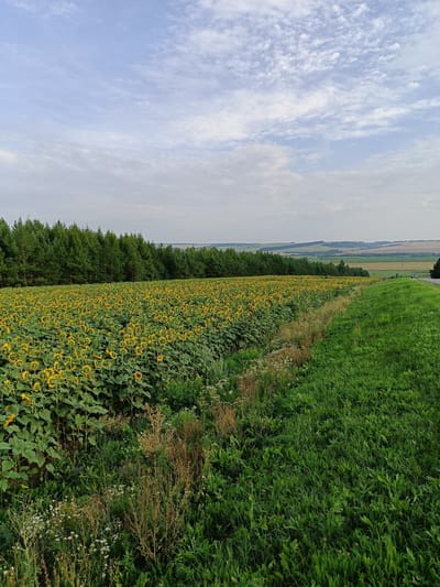 An outdoor, eye-level, vertical shot captures a vast field of sunflowers in Nizhnii Takanysh, Russia. The sunflowers, with their bright yellow petals, dominate the left half of the frame, stretching towards a dense line of green pine trees that forms the horizon. The field is bordered by a grassy slope on the right, which leads up to a road with a car visible in the distance. The sky above is a pale blue, scattered with wispy white clouds. The scene is bathed in natural light, suggesting it was taken during the daytime. The environment appears rural and agricultural, with no people present.