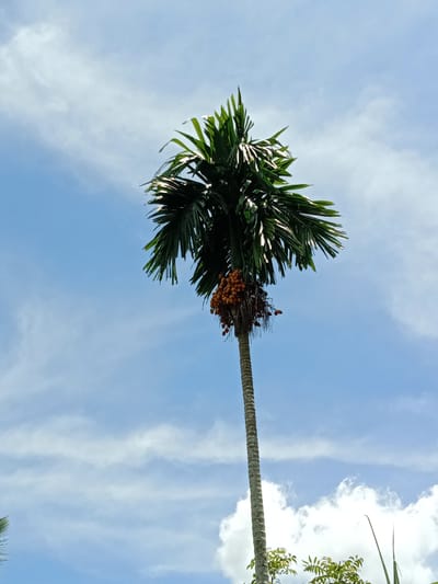 The image shows a betel palm tree against a backdrop of a blue sky with scattered white clouds. The tree has a tall, slender trunk with visible texture and a cluster of orange fruits beneath its green canopy. In the lower part of the image, there is some shrubbery visible. The location is presumed to be in Blangkarieng, Indonesia.