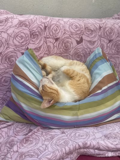 An orange and white cat is curled up asleep on a striped pillow. The pillow is placed on top of a pink blanket with a rose pattern. The background appears to be a light gray wall. The image was taken in the city of Shaar HaNegev Regional Council, Israel.