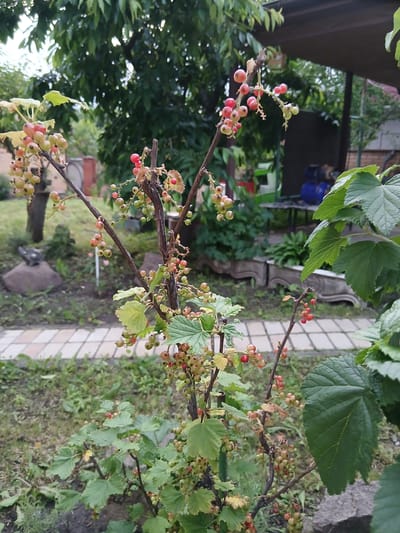 This is a medium shot, eye-level, outdoor photograph taken in Vita-Poshtova, Ukraine, focusing on a currant bush with ripening berries. The bush is in the foreground, with clusters of small, round berries in various stages of ripeness, ranging from green to pink and red. The leaves are a vibrant green, with some browning at the edges. The bush is planted in a garden bed with dry soil and some scattered green grass and smaller plants. Behind the bush, a paved path made of square, light-colored tiles leads into the background. Further back, there is a large, dark green leafy tree providing shade, and beyond that, a structure with a dark brown roof and some building elements, including what appears to be a blue pump or water heater. The overall atmosphere is that of a private garden in a suburban or rural setting. There are no people visible in the frame.