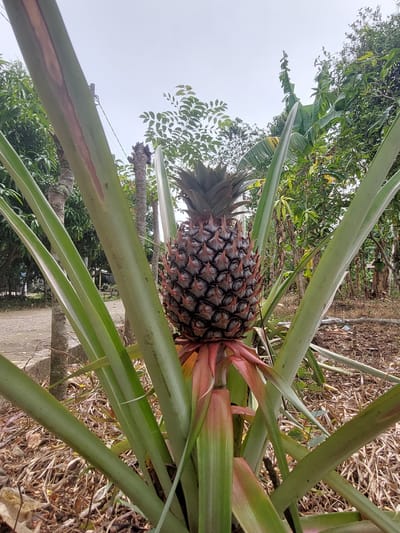 In Geulumpangsulu Timu, Indonesia, a young pineapple fruit, not yet ripe, is depicted on a pineapple plant. The fruit is dark brown and spiky, with its leafy crown reaching towards a cloudy sky. The plant's large, green leaves extend outwards, some showing reddish-brown streaks. In the background, lush green foliage and trees create a dense tropical environment. To the left, a dirt path is visible, with a weathered wooden post and a cement structure adjacent to it. The ground is covered in dry leaves and twigs, indicating a natural outdoor setting.