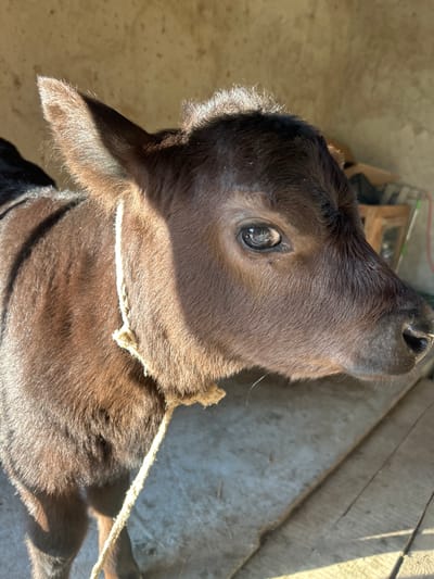A close-up, high-angle shot shows the head of a dark brown calf with a light rope around its neck. The calf's head is turned upwards. The calf's fur is short and smooth. One ear is visible on the left side of the frame. The background appears to be a partially shaded area with wooden planks and possibly other objects. The location is Манкент, Kazakhstan.
