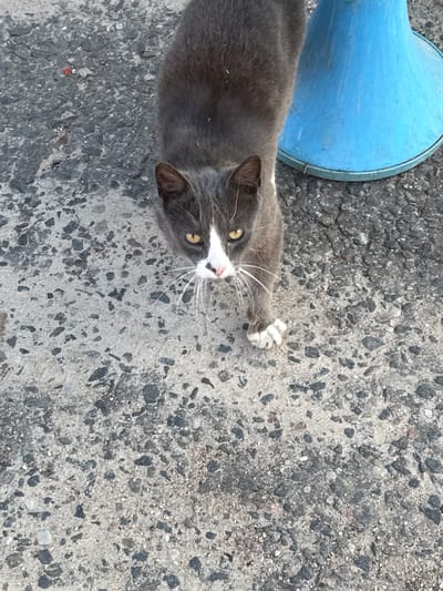This media file shows a gray and white cat lying on a textured, gray concrete surface. The cat is looking up and to the left, with its front paws extended. Its eyes are yellow, and it has prominent white whiskers. A portion of a large, bright blue object, possibly a cone or funnel, is visible in the upper left corner of the frame. The concrete surface is rough and appears to be outdoors, with small pebbles and variations in color. The lighting suggests it is daytime, and the weather is likely clear. No text is visible in the image. The scene appears to be set in a utilitarian or outdoor area, possibly a street or industrial space, given the concrete and the blue object. The cat's posture and gaze might suggest curiosity or a relaxed state.