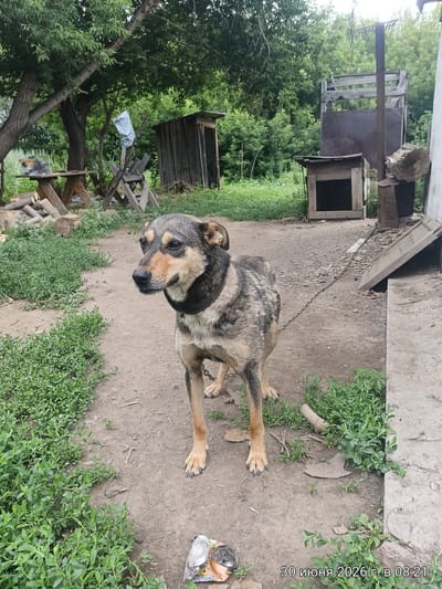 In a rural setting, a medium-sized dog with multi-colored fur stands on a dirt path. The dog is wearing a dark collar and is attached to a chain that extends out of frame. The dog is facing to the left of the frame, with its head turned slightly back towards the viewer.
Behind the dog, a wooden structure, possibly a dog house or shed, is visible. Further back, there are trees and other vegetation. The ground is a mix of dirt and patchy green grass. In the foreground, to the left of the dog, is a cluster of green plants. To the right of the dog, a concrete path or foundation is visible. At the bottom right corner of the image, a timestamp reads "30 июня 2026 г. в 08:21", which translates to "June 30, 2026 at 08:21". The location is specified as Первомайский сельский округ, Kazakhstan.