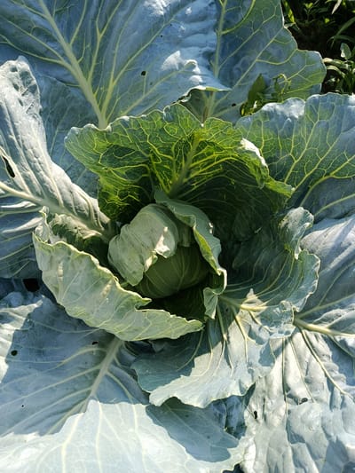 A close-up, overhead view captures a head of cabbage growing outdoors. The cabbage is predominantly green with some lighter, almost white, outer leaves. The veins of the leaves are clearly visible, with some lighter yellow-green highlights on the inner, newer leaves. The cabbage is surrounded by its large, textured leaves which fan out. In the background, out-of-focus greenery suggests a natural or agricultural setting, possibly a garden or field. The lighting suggests it is daytime, with some shadows cast across the leaves. There are no people or animals visible in the image. The image was taken in Қарасу, Kazakhstan.
