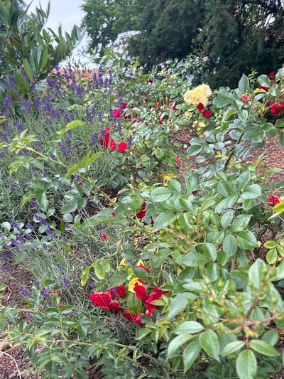 This image shows a close-up of a garden bed in Schöningen, Germany, featuring a mix of flowering plants. In the foreground and midground, numerous red rose bushes with green leaves and thorny stems are visible. Several red rose blooms are open, and many more are in bud. Interspersed with the roses are stalks of lavender with small purple flowers. A single yellow rose bloom is present on a bush in the upper right quadrant of the image. The background consists of dark green foliage from trees and shrubs, with glimpses of a cloudy sky. The ground cover appears to be mulch or dark soil. No people are present in the image.