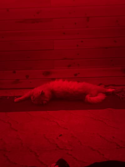 The image shows a long-haired, light-colored cat lying stretched out on a patterned rug in front of a wooden plank wall. The scene is illuminated with a red light, giving the entire image a reddish hue. The cat is positioned horizontally across the frame, with its head facing left and its body extending towards the right. The wooden wall behind the cat is composed of horizontal planks. The rug appears to have a textured pattern. There are no visible people in the image. The image does not provide any specific details about the location being in Семибратово, Russia.