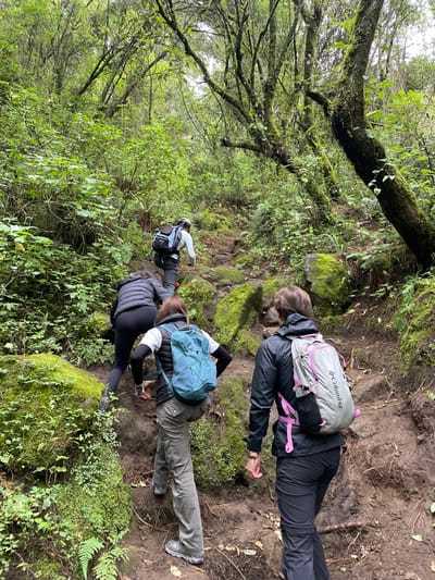 The image displays a group of four individuals hiking uphill on a rugged, natural trail situated within a dense, verdant forest in the city of San Rafael, Mexico. The terrain consists of exposed dark soil, numerous moss-covered rocks and boulders, and visible roots, indicating a steep, uneven incline. The surrounding environment is characterized by lush green foliage, including various trees with moss-laden trunks and branches, and smaller undergrowth like ferns, suggesting a humid, heavily vegetated area.

From foreground to background, the individuals are:
1.  A person in a black hooded jacket and black pants, carrying a light gray backpack with pink shoulder straps and a visible 'Columbia' brand logo on the side. This individual is stepping forward on the trail.
2.  A person wearing a dark blue/teal sleeveless quilted vest over a white long-sleeved top, olive green hiking pants, and a light blue backpack (possibly Patagonia). This individual is also actively climbing a rocky section.
3.  A person in a black quilted jacket and black leggings, positioned lower to the ground and appearing to use their hands for support on a rock or the muddy incline.
4.  The lead person, further up the trail, wearing a white long-sleeved shirt, dark pants, and a dark blue or black backpack.

All individuals are equipped with backpacks and appropriate outdoor attire, moving in a single file line uphill through the natural, forested environment. No urban structures or signs are visible, and the overall lighting suggests an overcast sky or dense tree canopy.