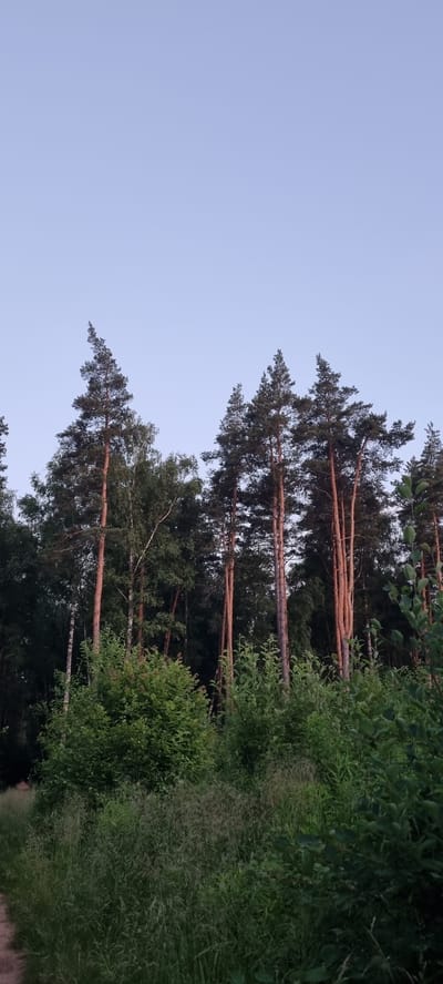 The image depicts a vertical view of a forest scene with tall pine trees dominating the frame. The trees are slender with reddish-brown bark and dark green needles. They are arranged in rows, suggesting a managed forest or a natural stand. The sky above is a pale blue, indicating it is daytime, possibly late afternoon or early morning due to the soft light. To the right of the trees, there is dense green foliage and undergrowth, creating a rich texture of leaves and branches. Some of the foliage appears to be lighter green, possibly younger growth or a different species of plant. The lighting casts subtle shadows, highlighting the textures of the bark and leaves. There are no people or man-made objects visible in the image. The setting is a natural outdoor environment, likely a forest or wooded area. The overall mood is serene and natural, with a sense of quietude. There is no visible text in the image.