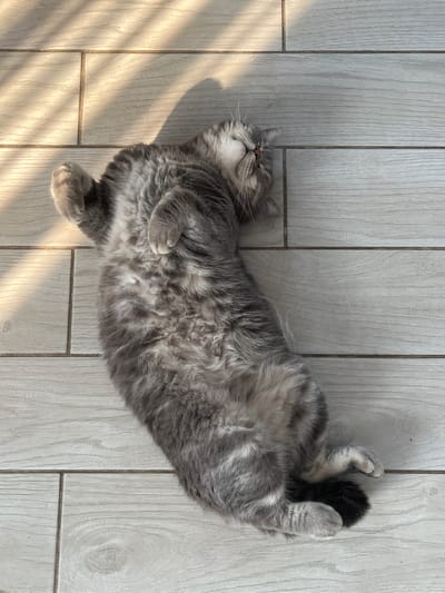 A grey tabby cat is lying on its back on a light-colored, wood-planked floor. The cat is mostly in the center of the frame, with its legs splayed out. Its fur is fluffy and appears soft. Sunlight streams in from the left side of the image, casting striped shadows across the floor and the cat's body. The cat's eyes are closed, and its head is tilted back, giving the impression of relaxation and comfort. The overall mood is peaceful and serene. There is no visible text in the image.