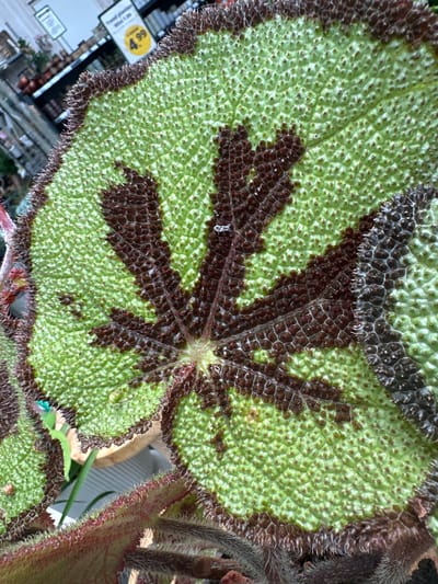 The image is a close-up, high-angle shot of a begonia leaf, a plant commonly found in nurseries or garden centers. The leaf has a vibrant green color with a striking, dark brown, star-shaped pattern in the center. Its surface is textured with numerous tiny bumps, and the edges are fringed with fine, reddish-brown hairs. The background is blurred, showing shelves stocked with other plants and a price tag displaying "4.99" in a yellow circle. The overall impression is of a detailed study of the plant's intricate surface and coloration. The location is not explicitly depicted in the image, therefore, no information about Tuk, Netherlands can be inferred.