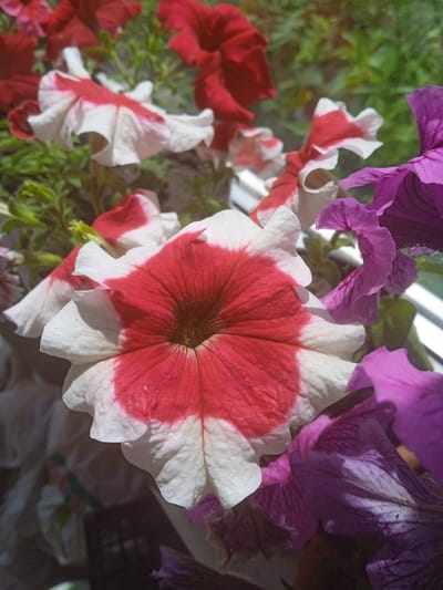 The image depicts a close-up view of several petunia flowers in bloom. The primary focus is on a large, white petunia flower with striking red markings radiating from its center. To the right, a cluster of vibrant purple petunias is visible, with their ruffled petals creating a textured appearance. In the background, red and white petunias are also present, some slightly out of focus. The flowers are arranged in a way that suggests they are in a planter or garden setting, with green foliage providing a natural backdrop. The lighting suggests it is daytime, with sunlight highlighting the details of the petals and casting subtle shadows. The specific location in the city of Karnaukhivka, Ukraine, is not visually evident from the image itself.