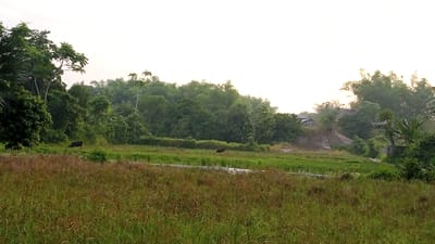 The image depicts a rural landscape near Blangtingkeum, Indonesia. The foreground consists of tall, brown grass, likely in a field. Beyond that is a strip of green vegetation. Two dark-colored bovines, possibly cattle or water buffalo, are visible grazing in the midground. A line of dense trees and vegetation forms the background, obscuring any distant features. The sky is overcast and light. A small structure or building can be partially seen in the trees.