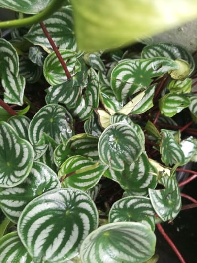 The image displays a close-up, top-down view of a dense cluster of plant foliage, located in Kotakonda, India. The primary subjects are numerous ovate to rounded leaves, each featuring a dark green base color with prominent silvery-white, arc-shaped stripes radiating from the center. Small, clear water droplets are visible on the surfaces of many leaves. Reddish-brown stems are interspersed among the foliage. A blurred, light green object, possibly another plant or leaf, occupies the upper portion of the frame. A dark, indistinct area, consistent with soil or a container, is minimally visible between some leaves. No people, animals, or explicit actions are present.