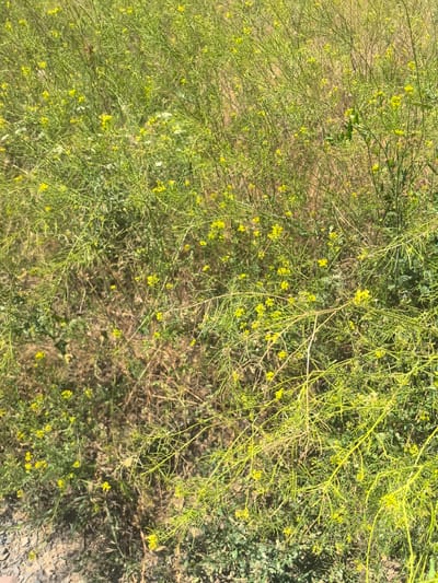 The image is a close-up, high-angle shot of dense, wild vegetation with small yellow flowers. The plants are predominantly green with thin, wiry stems and numerous tiny blooms. The background consists of dry, brown foliage and some patches of darker green ground cover. There are no people, animals, or man-made objects visible in the frame. The scene appears to be an undeveloped area, possibly a field or a roadside verge, within the city of Verkhnetemernitsky, Russia, characterized by its natural, uncultivated flora.