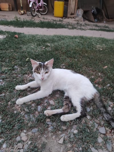 In Sultonobod, Tajikistan, a calico cat is lying on the ground, which is covered in grass and small rocks. The cat is mostly white with patches of gray and brown tabby markings on its back, tail, and head. Its eyes are a striking yellow-green, and it appears alert and curious, looking directly at the camera. The cat's front paws are extended in front of it, and its back legs are tucked underneath its body. In the background, there are various objects including a yellow plastic container, a wooden structure, a pink bicycle, and a yellow scooter. The overall environment suggests an outdoor, possibly a yard or alleyway, setting within the city.