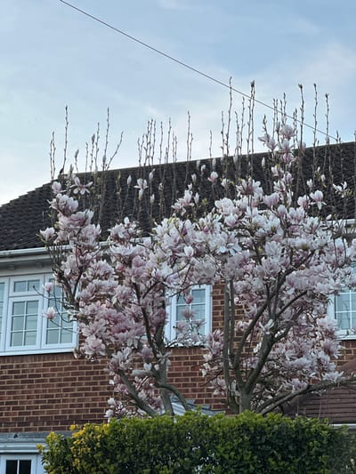 A magnolia tree in full bloom dominates the foreground of a residential scene in Brentwood, United Kingdom. The tree is densely covered with light pink and white flowers, while numerous slender, bare branches with visible buds extend upwards from its canopy. Behind the magnolia, a two-story building constructed of red-brown bricks is partially visible, featuring a dark tiled roof and multiple white-framed, multi-pane windows on its upper floor. A dense green hedge runs along the bottom of the image, obscuring the lower portion of the building. A thin, dark cable traverses the light blue-grey sky horizontally above the roofline. No individuals are present in the static scene.