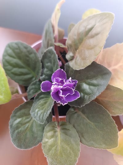 A close-up, overhead shot captures an African violet plant with a single purple and white bloom. The plant, housed in a pink pot which is partially visible at the top, sits on a brown surface. The leaves are a mix of deep green and faded yellow, with a velvety texture and fine white hairs along their edges. The background is a soft, out-of-focus gradient of pale blue and pink, suggesting an indoor setting. The image is forensic in its clarity, detailing the plant's characteristics and arrangement. The location in Skidzieĺ, Belarus, does not play a role in the visual content of the image.