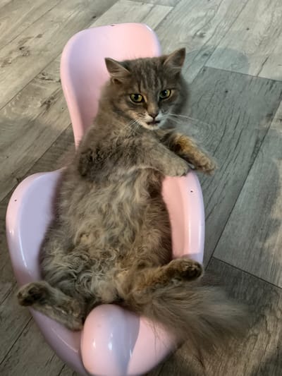 A fluffy, long-haired gray cat is lounging on a pink plastic chair with its legs spread. The cat has green eyes and is looking directly at the camera with its mouth slightly open, revealing its teeth. The chair is positioned on a light-colored wooden floor. The image appears to have been taken indoors. There is no indication of the specific location within the city of Malosukhoyazovo, Russia.