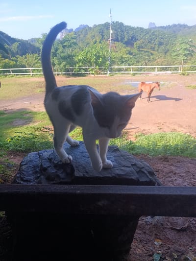 A cat stands atop a large, dark rock. The cat is white with grey markings. Behind the cat, a brown horse stands in a dirt area enclosed by a white fence. In the background are green trees and hills, suggesting a rural or natural environment. The photograph was taken in the city of Ban Tak Daet, Thailand. The foreground includes a dark, rectangular object, possibly part of a structure.