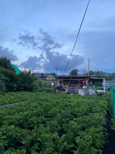 The image depicts an outdoor scene in what appears to be a rural setting, possibly a village. A dense, green hedge or row of plants dominates the right side of the frame, stretching along a dark soil bed. In the background, a rustic, open-sided structure, reminiscent of a workshop or shed, is visible. This structure is cluttered with various items, including what seem to be tools, containers, and household objects. A sign with green text and a circular logo is attached to the structure.

Further in the background, houses with prominent green roofs and yellow walls, along with other buildings and trees, are scattered across the landscape. A tall utility pole with electrical wires stands to the left, and a gas pipe runs vertically in the distance. The sky is overcast with dramatic, dark clouds, suggesting impending rain or recent stormy weather. The overall atmosphere is somewhat somber due to the weather. The image is oriented vertically, with the top of the frame showing a large expanse of the sky.

The visible text on the sign appears to be in Cyrillic script and reads "САДО КОП". Given the location context of Maloarslangulovo, Russia, this likely relates to a garden or agricultural context. No people are clearly visible, but the scene suggests human activity related to gardening or home upkeep. The time of day appears to be late afternoon or early evening, judging by the quality of light and the cloud cover.
