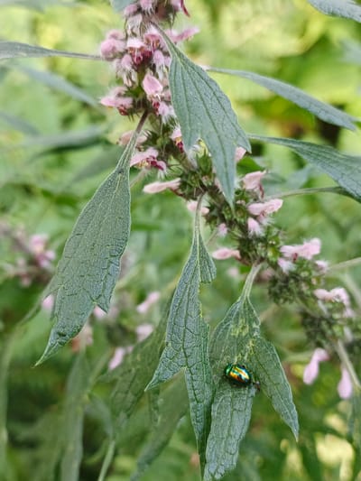 A close-up, slightly angled shot focuses on a sprig of flowering plant with delicate pink and white blossoms. The plant has long, serrated, green leaves. A small, iridescent beetle, predominantly green and blue with hints of gold, rests on one of the lower leaves. The background is a soft blur of green foliage, suggesting an outdoor natural setting. The location is identified as Nepryakhinskoye Sel'skoye Poseleniye, Russia.