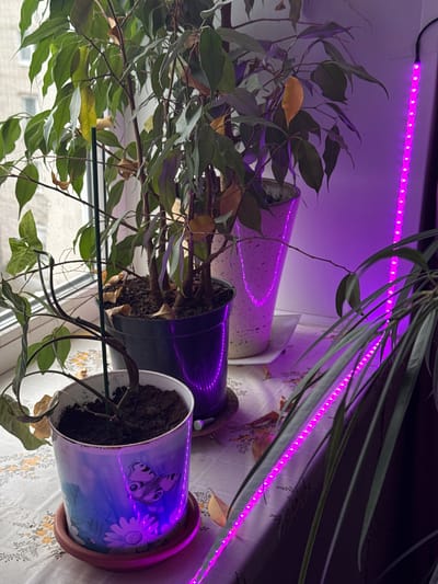 The image shows three potted plants sitting on a windowsill. A long, flexible LED strip, glowing purple, is positioned above the plants, likely providing supplemental light. The plant on the left is a larger ficus tree with green and some yellowing leaves. The middle plant is in a dark plastic pot, while the plant on the right is in a decorative pot with a butterfly and flower design. The soil in the pots appears dry. The background shows a window overlooking what appears to be a building. There is no specific information in the image that confirms this is the city of Kladovitsy, Russia.