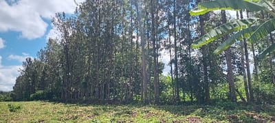 The image shows a dense stand of trees in Mururi, Kenya, located at latitude -0.544 and longitude 37.36. The trees are tall and slender, with thick foliage. There is a patch of open ground in the foreground, covered in short grass. The sky is partly cloudy, with a bright blue patch visible in the upper left corner of the image. The trees are mostly evergreen, but there are some deciduous trees in the background. There are no people or animals visible in the image. The image is taken from a low angle, looking up at the trees. The trees appear to be part of a plantation, as they are evenly spaced and of similar size. The scene is peaceful and serene.