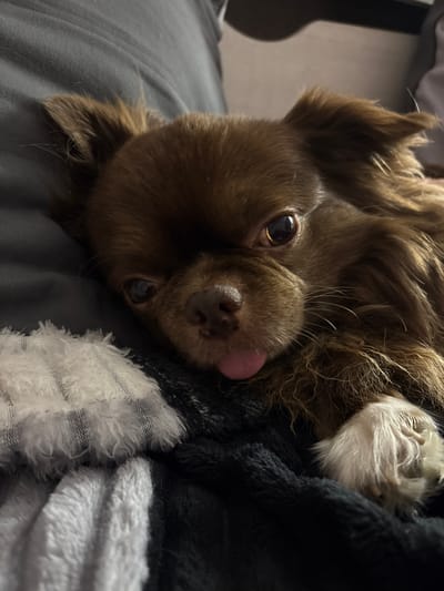 A close-up, eye-level shot shows a small, brown, long-haired dog with its tongue sticking out, resting on a dark blanket with a white, fuzzy material beside it. The dog's eyes are wide and appear dark. The background is blurred, suggesting an indoor setting. There is no visible indication of the dog's location in Почтовское сельское поселение, Ukraine.