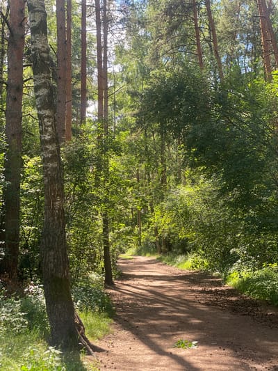 This is a photograph of a dirt path winding through a dense forest. The path is well-trodden and appears to be a natural trail, with a slight curve that leads into the distance. The trees on either side of the path are tall and lush, with vibrant green leaves that create a canopy overhead. Sunlight filters through the leaves, casting dappled shadows on the path and illuminating patches of the forest floor.
The scene suggests a peaceful and serene setting, likely a park or a nature reserve. The lighting indicates that it is daytime, possibly late morning or early afternoon, with the sun high in the sky. The overall atmosphere is one of tranquility and natural beauty. There are no people or man-made objects visible in the frame, emphasizing the raw, unspoiled nature of the location. The forest floor is covered with fallen leaves and small branches, adding to the natural character of the scene.
The image has been rotated 90 degrees clockwise, so the path appears to be running from the bottom right to the top left of the frame. The trees are oriented vertically, suggesting the original image was taken in a portrait orientation. The perspective of the photograph draws the viewer's eye down the path, inviting exploration of the wooded landscape.