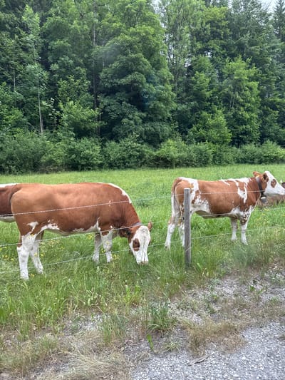 Two brown and white cows stand in a grassy field behind a wire fence. A dense forest borders the field on the left side. A gravel path runs along the right edge of the field. The cows are positioned perpendicular to the fence, facing forward. The image likely shows a rural or agricultural area in Schwangau, Germany, but lacks specific landmarks or details to confirm the exact location.