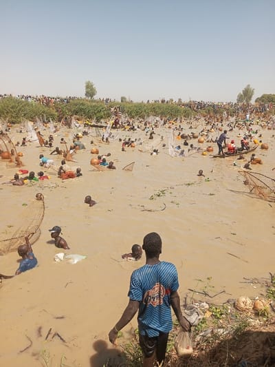 A wide-angle image depicts a large-scale communal fishing event in a muddy body of water, identified as occurring in Kokani North, Nigeria. The scene is observed under a bright, hazy sky, indicating a dry or warm climate.

**Environment:** The central feature is a vast expanse of shallow, murky brown water, consistent with a river or large pond. The water surface contains scattered aquatic vegetation and some debris. The far bank is densely populated with green shrubs and sparse trees.

**People:** Hundreds of individuals are present. The majority, primarily adults and children, are immersed in the muddy water, ranging from waist-deep to neck-deep. These individuals are actively engaged in fishing. They are predominantly dark-skinned, wearing minimal clothing such as shorts or t-shirts. On the far bank, a large crowd of spectators is visible, lining the shore to observe the activity. In the immediate foreground, facing away from the camera and towards the fishing area, stands a dark-skinned male individual. He is wearing a blue and white striped t-shirt and dark shorts, with his legs submerged to just above the knees. He holds a clear plastic bag containing a light-colored substance in his right hand.

**Objects:** Numerous traditional fishing nets are deployed throughout the water. Many are scoop or dip nets, characterized by a rounded net attached to a wooden or bamboo frame. Large, light-brown spherical objects, possibly gourds or floats, are attached to many of these nets, providing buoyancy or structural support. At least one dark-colored dugout canoe is visible in the middle-ground, carrying multiple individuals, one of whom is wearing a prominent orange life vest. Various pieces of unidentifiable debris and clumps of aquatic plants float on the water's surface and are present near the muddy banks.

**Actions:** The primary action involves a large number of people actively fishing using traditional nets, wading through the muddy water, and maneuvering their equipment. Individuals in the canoe appear to be assisting or participating in the fishing. Spectators on the banks are observing the proceedings. The individual in the foreground is either entering or exiting the water, carrying a bag.